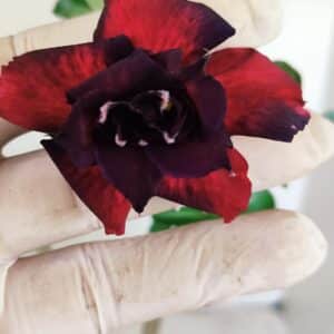 Planta Dobrada 3606 – 35cm – 03 anos