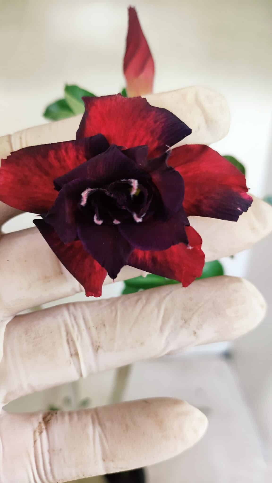 DOBRADA 3606 (6) Planta Dobrada 3606 – 35cm – 03 anos - Imagem 1