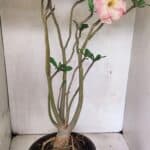 Planta Dobrada 3607 – 50cm – 04 anos