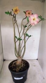 Planta Dobrada 3607 – 50cm – 04 anos