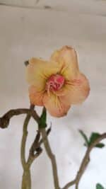 Planta Dobrada 3607 – 50cm – 04 anos - Imagem 3