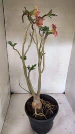 Planta Dobrada 3607 – 50cm – 04 anos - Imagem 7