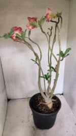 Planta Dobrada 3607 – 50cm – 04 anos - Imagem 6