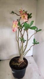 Planta Dobrada 3607 – 50cm – 04 anos - Imagem 5