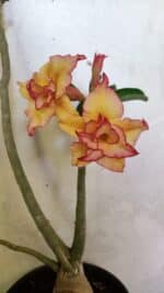 Planta Dobrada 3608 – 35cm – 03 anos - Imagem 3