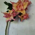 Planta Dobrada 3608 – 35cm – 03 anos