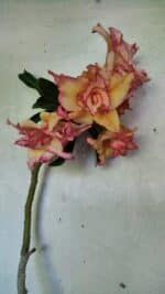 Planta Dobrada 3608 – 35cm – 03 anos