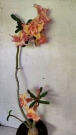 Planta Dobrada 3608 – 35cm – 03 anos - Imagem 6