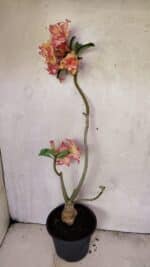 Planta Dobrada 3608 – 35cm – 03 anos - Imagem 5