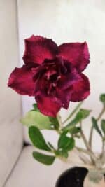 Planta Dobrada 3609 – 30cm – 02 anos