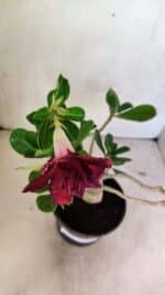 Planta Dobrada 3609 – 30cm – 02 anos - Imagem 4