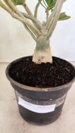 Planta Dobrada 3609 – 30cm – 02 anos - Imagem 7