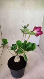 Planta Dobrada 3609 – 30cm – 02 anos - Imagem 5