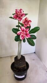 Planta Dobrada 3610 – 35cm – 03 anos - Imagem 2