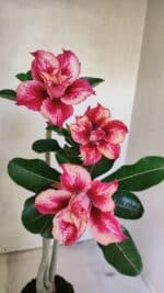 Planta Dobrada 3610 – 35cm – 03 anos