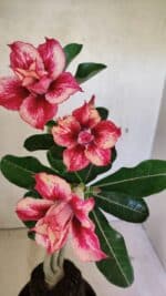 Planta Dobrada 3610 – 35cm – 03 anos - Imagem 4