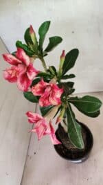 Planta Dobrada 3610 – 35cm – 03 anos - Imagem 8