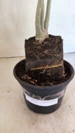 Planta Dobrada 3610 – 35cm – 03 anos - Imagem 7