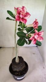 Planta Dobrada 3610 – 35cm – 03 anos - Imagem 5