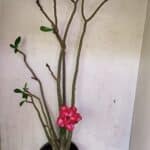 Planta Dobrada 3611 – 45cm – 03 anos