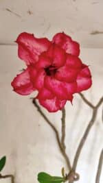 Planta Dobrada 3611 – 45cm – 03 anos - Imagem 4