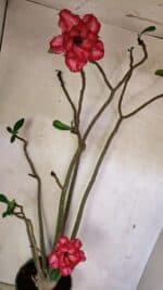 Planta Dobrada 3611 – 45cm – 03 anos - Imagem 9