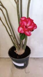 Planta Dobrada 3611 – 45cm – 03 anos - Imagem 3