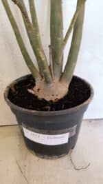 Planta Dobrada 3611 – 45cm – 03 anos - Imagem 8