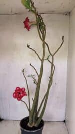 Planta Dobrada 3611 – 45cm – 03 anos - Imagem 7