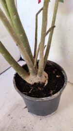 Planta Dobrada 3611 – 45cm – 03 anos - Imagem 5