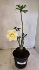 Planta Dobrada 3612 – 35cm – 03 anos - Imagem 2