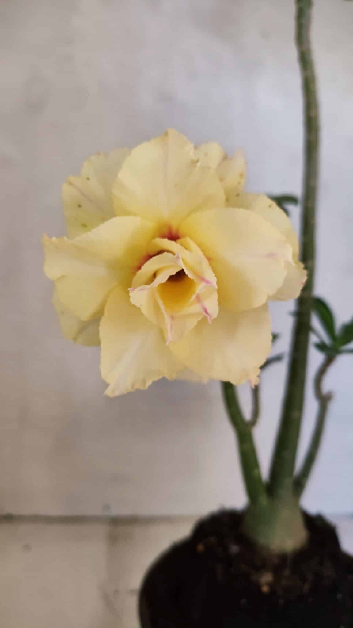 DOBRADA 3612 (2) Planta Dobrada 3612 – 35cm – 03 anos - Imagem 1