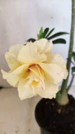 Planta Dobrada 3612 – 35cm – 03 anos - Imagem 4