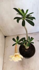 Planta Dobrada 3612 – 35cm – 03 anos - Imagem 7