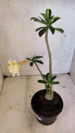 Planta Dobrada 3612 – 35cm – 03 anos - Imagem 6