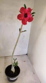 Planta Dobrada 3613 – 35cm – 03 anos - Imagem 2