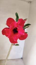 Planta Dobrada 3613 – 35cm – 03 anos