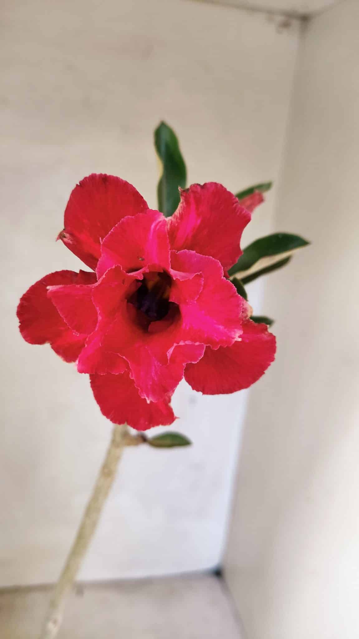 DOBRADA 3613 (2) Planta Dobrada 3613 – 35cm – 03 anos - Imagem 1