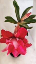 Planta Dobrada 3613 – 35cm – 03 anos - Imagem 4