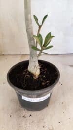 Planta Dobrada 3613 – 35cm – 03 anos - Imagem 7