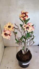 Planta Dobrada 3615 – 35cm – 03 anos - Imagem 2