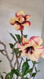 Planta Dobrada 3615 – 35cm – 03 anos - Imagem 4