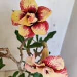 Planta Dobrada 3615 – 35cm – 03 anos