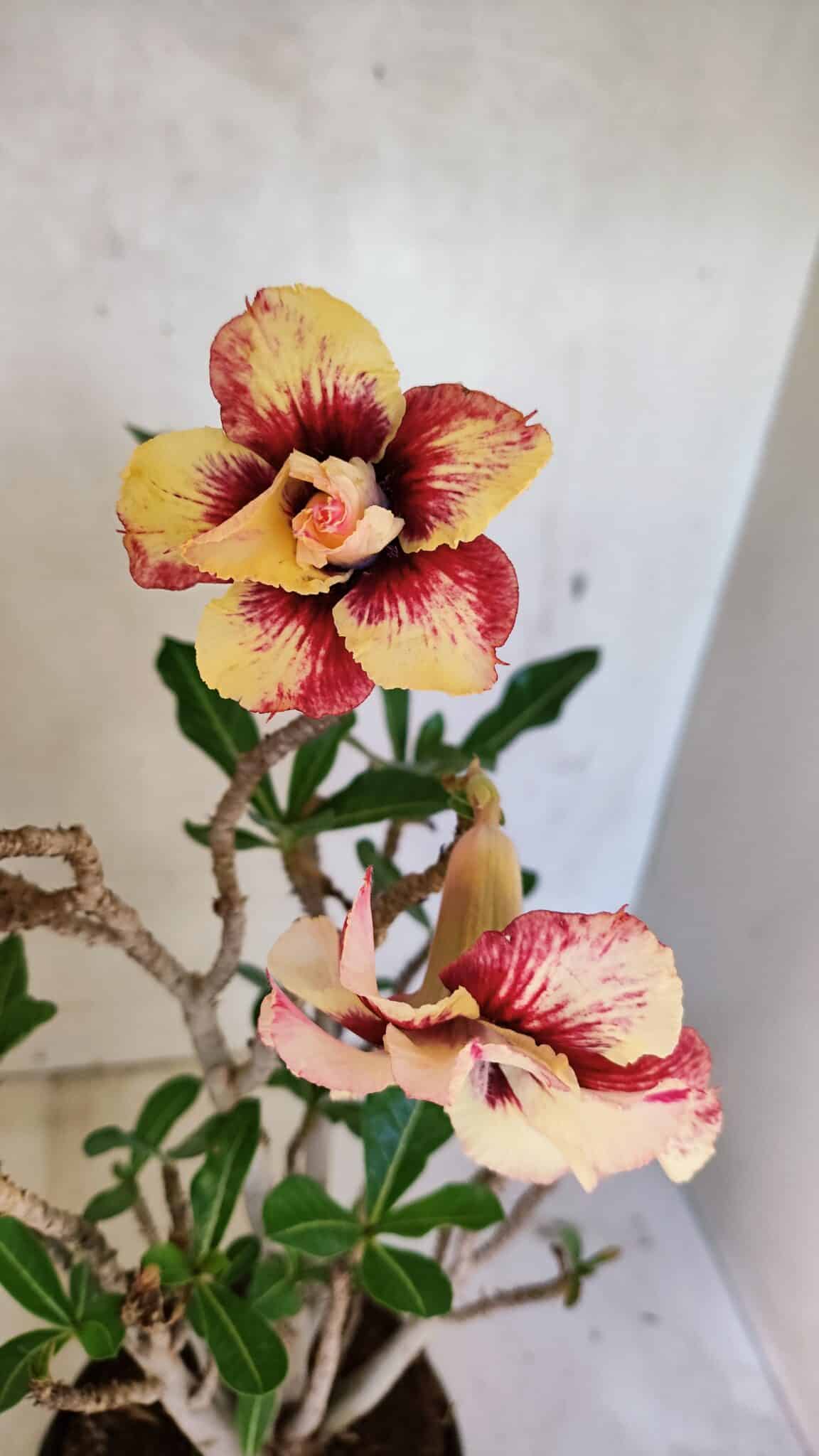 DOBRADA 3615 (3) Planta Dobrada 3615 – 35cm – 03 anos - Imagem 1