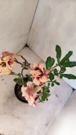 Planta Dobrada 3615 – 35cm – 03 anos - Imagem 7