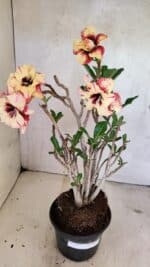 Planta Dobrada 3615 – 35cm – 03 anos - Imagem 9