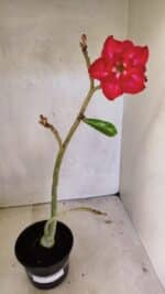 Planta Dobrada 3616 – 35cm – 02 anos - Imagem 2