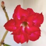 Planta Dobrada 3616 – 35cm – 02 anos