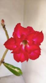 Planta Dobrada 3616 – 35cm – 02 anos