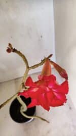 Planta Dobrada 3616 – 35cm – 02 anos - Imagem 4